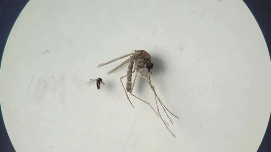 España detecta cinco casos del virus oropouche importados por viajeros procedentes de Cuba Insecto jején 'Culicoides paraensis' (el más pequeño en la foto) y 'Culex quinquefasciatus' (el más grande en la foto)