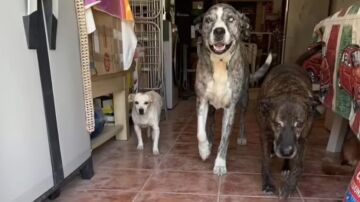 16 perros encuentran un nuevo hogar tras perder a sus dueños en un accidente de tráfico en Málaga