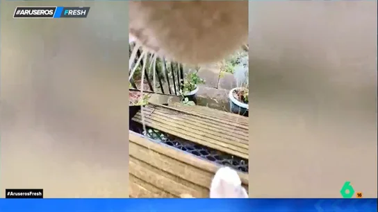 Pone una cámara en el collar de su gato y descubre su vida secreta: "Salta por encima de los muros del jardín" Pone una cámara en el collar de su gato y descubre su vida secreta: "Salta por encima de los muros del jardín"