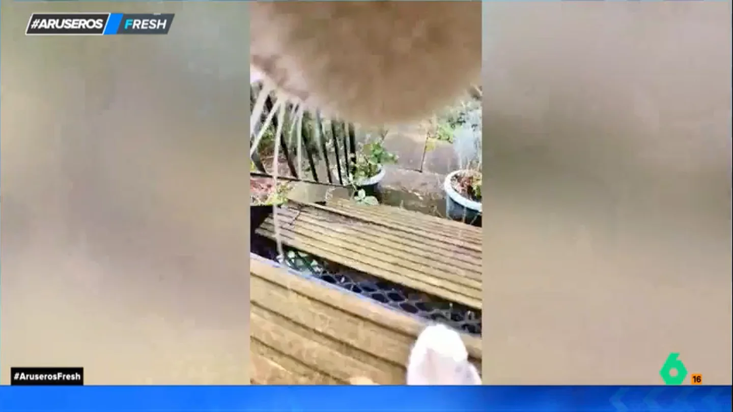Pone una cámara en el collar de su gato y descubre su vida secreta: "Salta por encima de los muros del jardín" Pone una cámara en el collar de su gato y descubre su vida secreta: "Salta por encima de los muros del jardín"