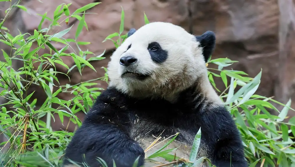 El panda Yun Chuan El panda Yun Chuan