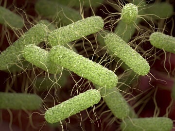 Bacterias patógenas de Salmonella