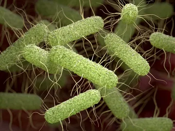 Bacterias patógenas de Salmonella Bacterias patógenas de Salmonella