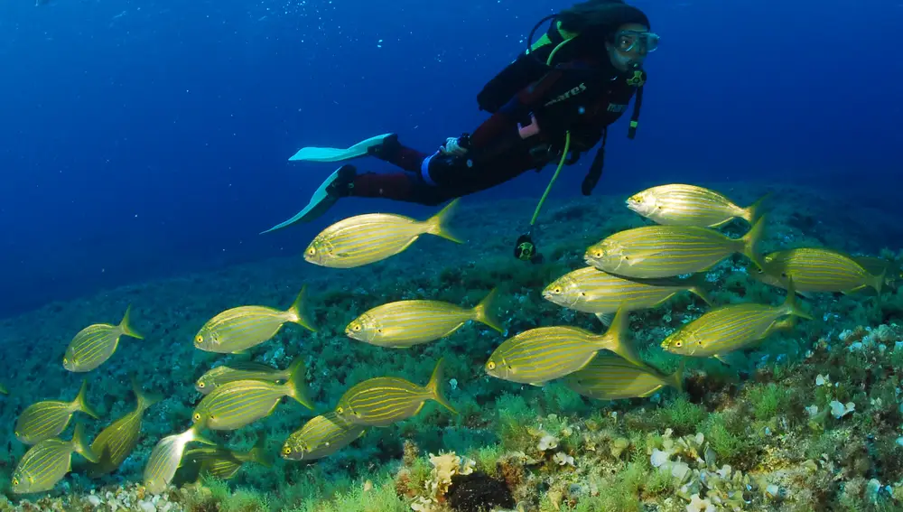 Buceador en Formentera Buceador en Formentera