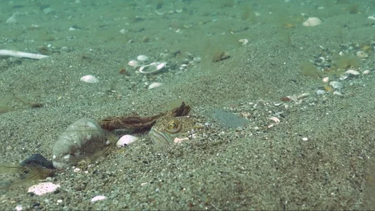 Foto de archivo de un pez escorpión Foto de archivo de un pez escorpión