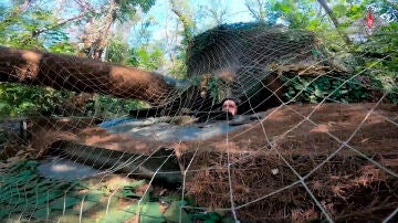 Un tanque ruso camuflado en una zona abierta de la región de Kursk (Rusia)