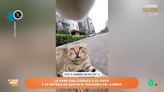 Le pone una cámara a su gato y descubre que es el macarra del barrio El animal no duda en perseguir a otro gato de la zona demostrando su agilidad y que es el jefe de la zona.