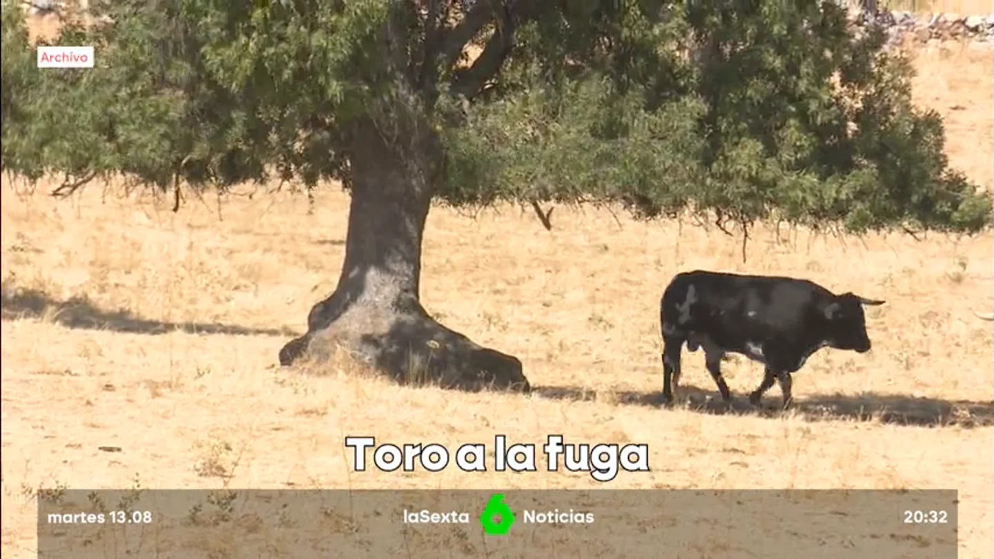 toro a la fuga toro a la fuga