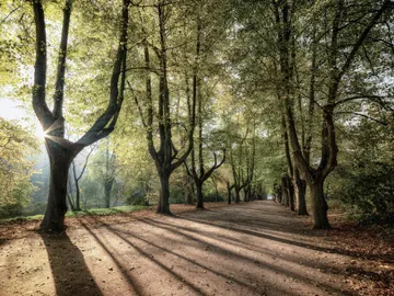 Sombras generadas por arboles Sombras generadas por arboles