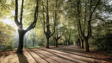 Sombras generadas por arboles Sombras generadas por arboles