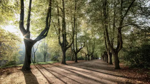 Sombras generadas por arboles Sombras generadas por arboles