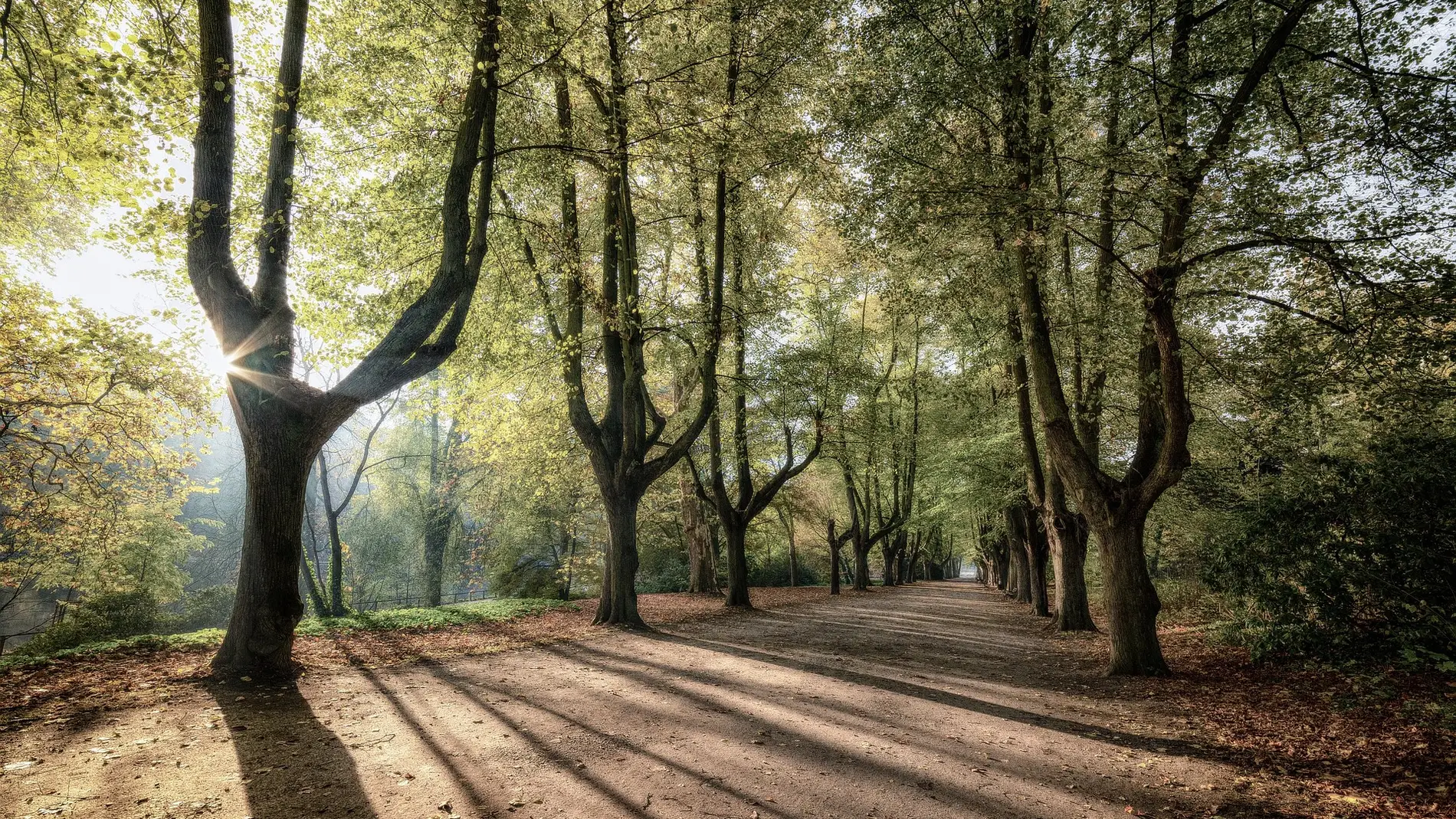 Sombras generadas por arboles Sombras generadas por arboles