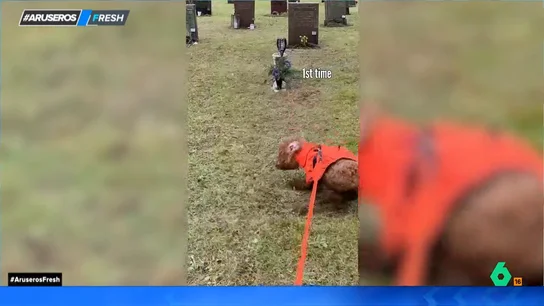 Un perro "se vuelve loco" al pasear por delante de un tumba con su dueña: "Es obvio que ha detectado un espíritu" Un perro "se vuelve loco" al pasear por delante de un tumba con su dueña: "Es obvio que ha detectado un espíritu"