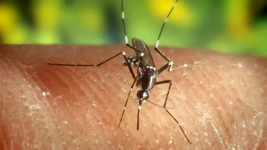 Imagen de archivo de un mosquito portador del virus del Nilo. Imagen de archivo de un mosquito portador del virus del Nilo.