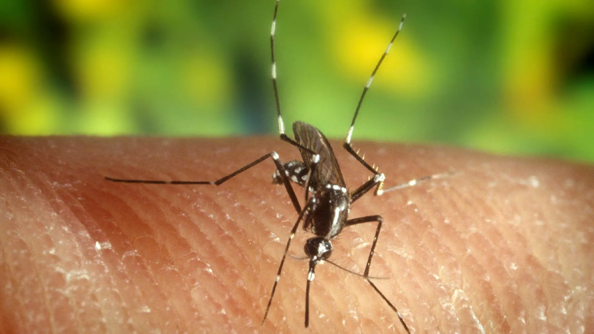 Imagen de archivo de un mosquito portador del virus del Nilo.
