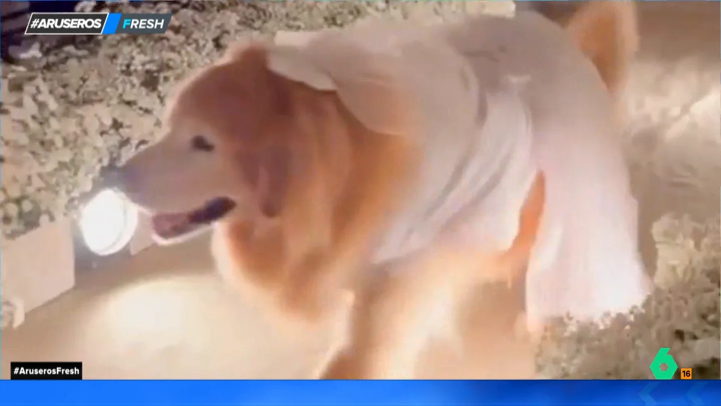 El emotivo momento en el que una perrita acompaña a sus dueños en su boda: así de elegante desfila hasta el altar El emotivo momento en el que una perrita acompaña a sus dueños en su boda: así de elegante desfila hasta el altar