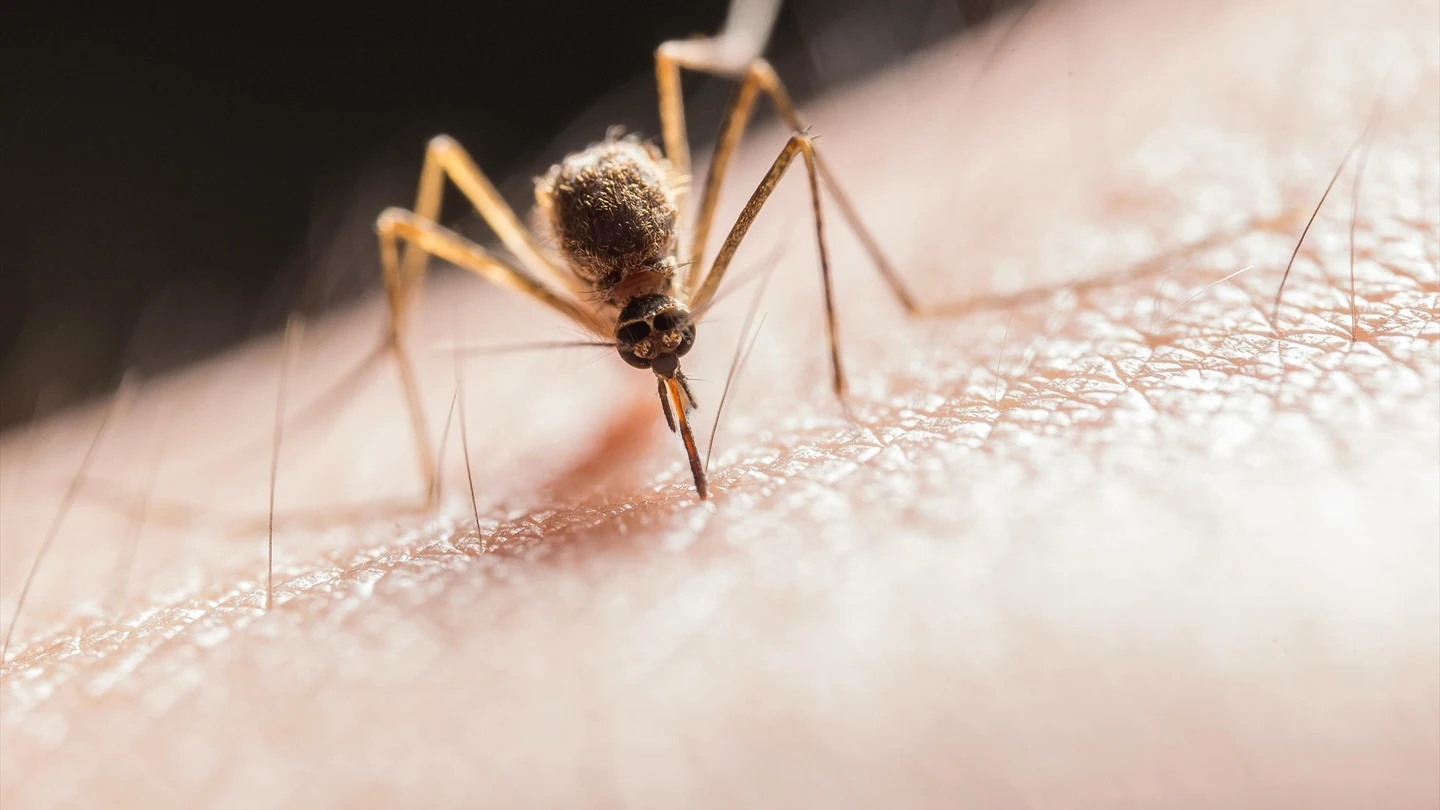 Imagen de archivo de un mosquito. Imagen de archivo de un mosquito.