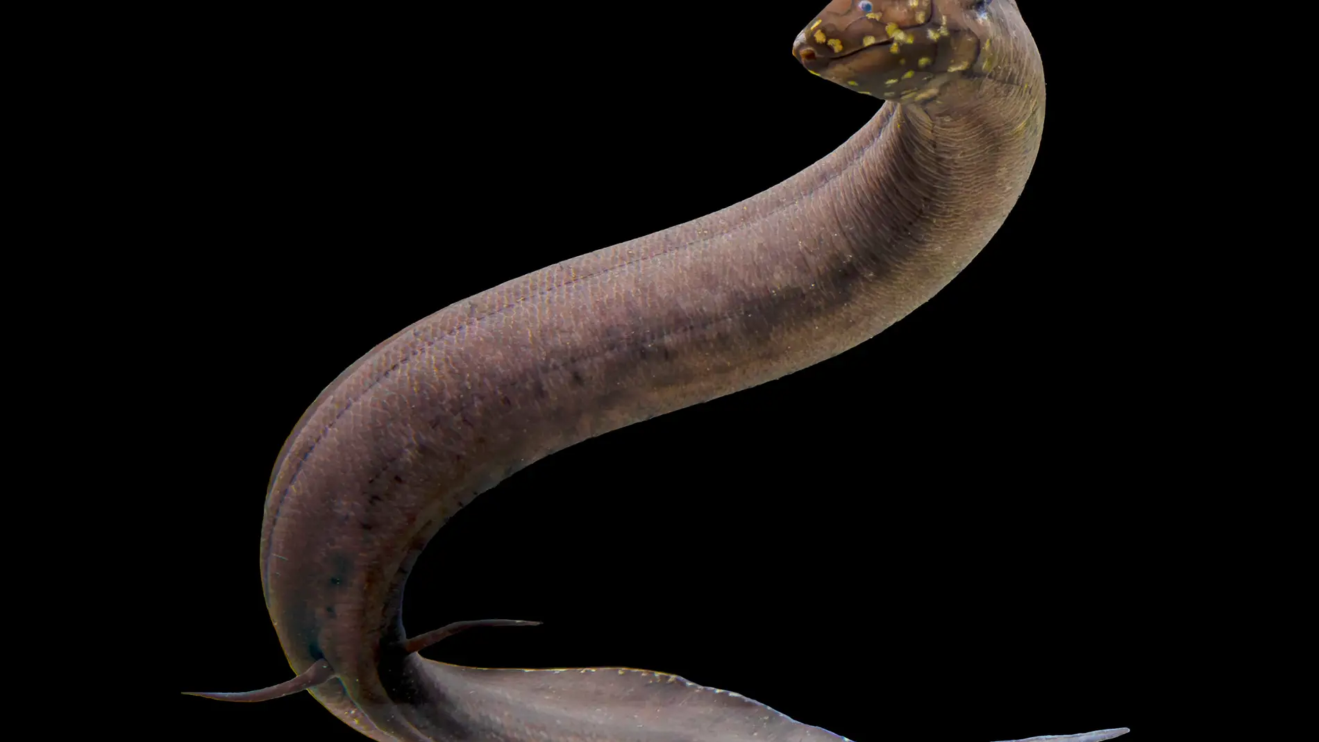 Pez pulmonado sudamericano (Lepidosiren paradoxa) Pez pulmonado sudamericano (Lepidosiren paradoxa)