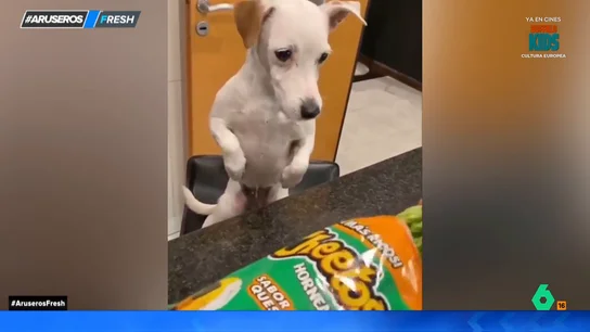 Expectativa vs. realidad: la graciosa reacción de un perro a la broma de su dueño Expectativa vs. realidad: la graciosa reacción de un perro a la broma de su dueño