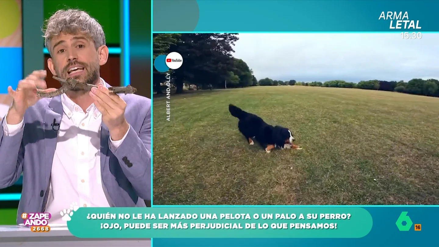 El veterinario Víctor Algra desvela por qué no debemos lanzar palos a nuestros perros Los palos pueden causar daños en nuestras mascotas debido a que tienen superficies puntiagudas como, por ejemplo, lesiones en las encías o erosionar la mucosa bucal.