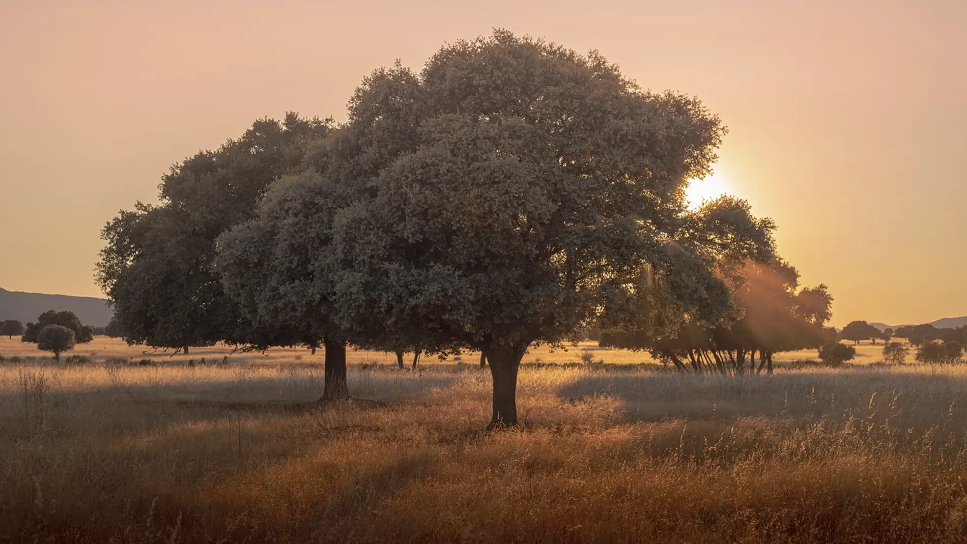 Parque Nacional de Cabañeros Parque Nacional de Cabañeros