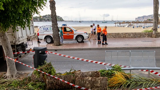 Vista de una palmera derribada por el viento en la playa de Santa Ponça, en Mallorca Vista de una palmera derribada por el viento en la playa de Santa Ponça, en Mallorca