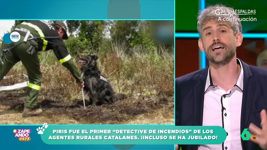 ¿Sabías que hay perros capaces de investigar incendios? Víctor Algra lo cuenta en Zapeando Sua, que forma parte del Grupo Especial Canino de los Agents Rurals de Cataluña, es capaz, entre otras cosas, de detectar sustancias acelerantes de los incendios como gasolina o disolventes.