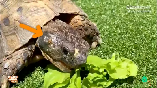 "¿Qué es este bulto que le ha salido a mi tortuga?": el veterinario Víctor Algra aclara la consulta de un espectador El veterinario de Zapeando resuelve la duda de Ale Domínguez que ha enviado un vídeo mostrando el bultito que le ha salido a su tortuga en el lateral de la cabeza.