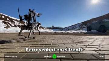 perros robot en el frente