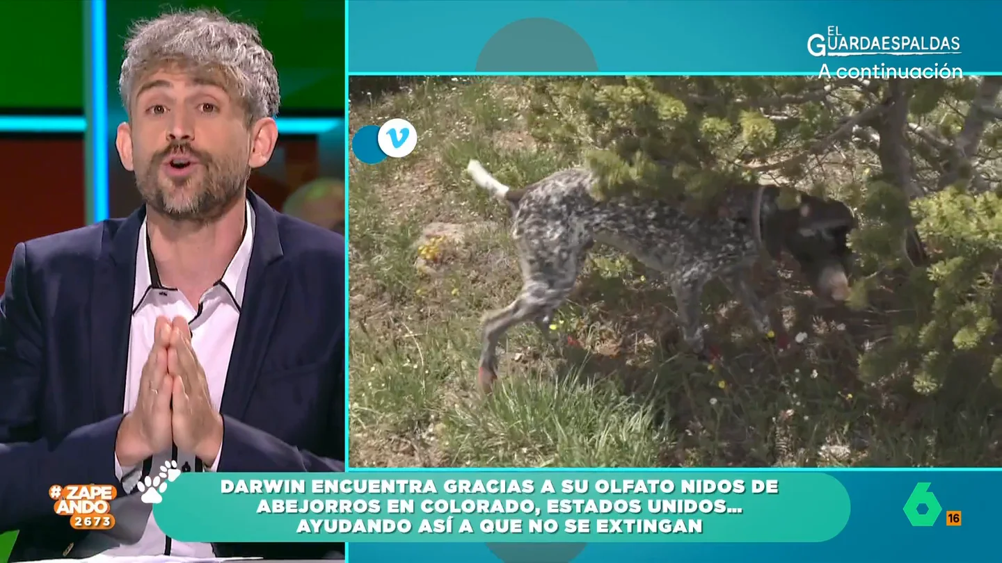 Descubre a Darwin, el único perro de Estados Unidos entrenado para salvar a los abejorros El can es capaz de detectar dónde estas sus nidos, una labor vital para proteger y conservar las poblaciones de estos insectos.