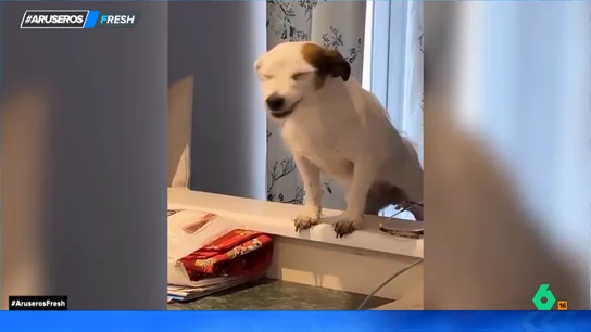 El divertido viral del perro que ríe feliz junto a sus dueños: "Parece que haya aprendido a reír como los humanos" El divertido viral del perro que ríe feliz junto a sus dueños: "Parece que haya aprendido a reír como los humanos"