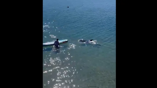 Un delfín, protagonista del último vídeo viral al ayudar a un surfista que se había caído de la tabla Un delfín, protagonista del último vídeo viral al ayudar a un surfista que se había caído de la tabla