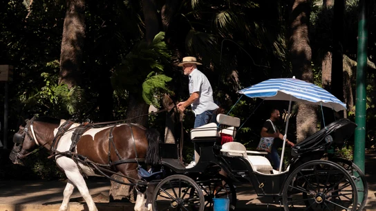 El conductor de un coche de caballos conduce por el centro de Málaga El conductor de un coche de caballos conduce por el centro de Málaga