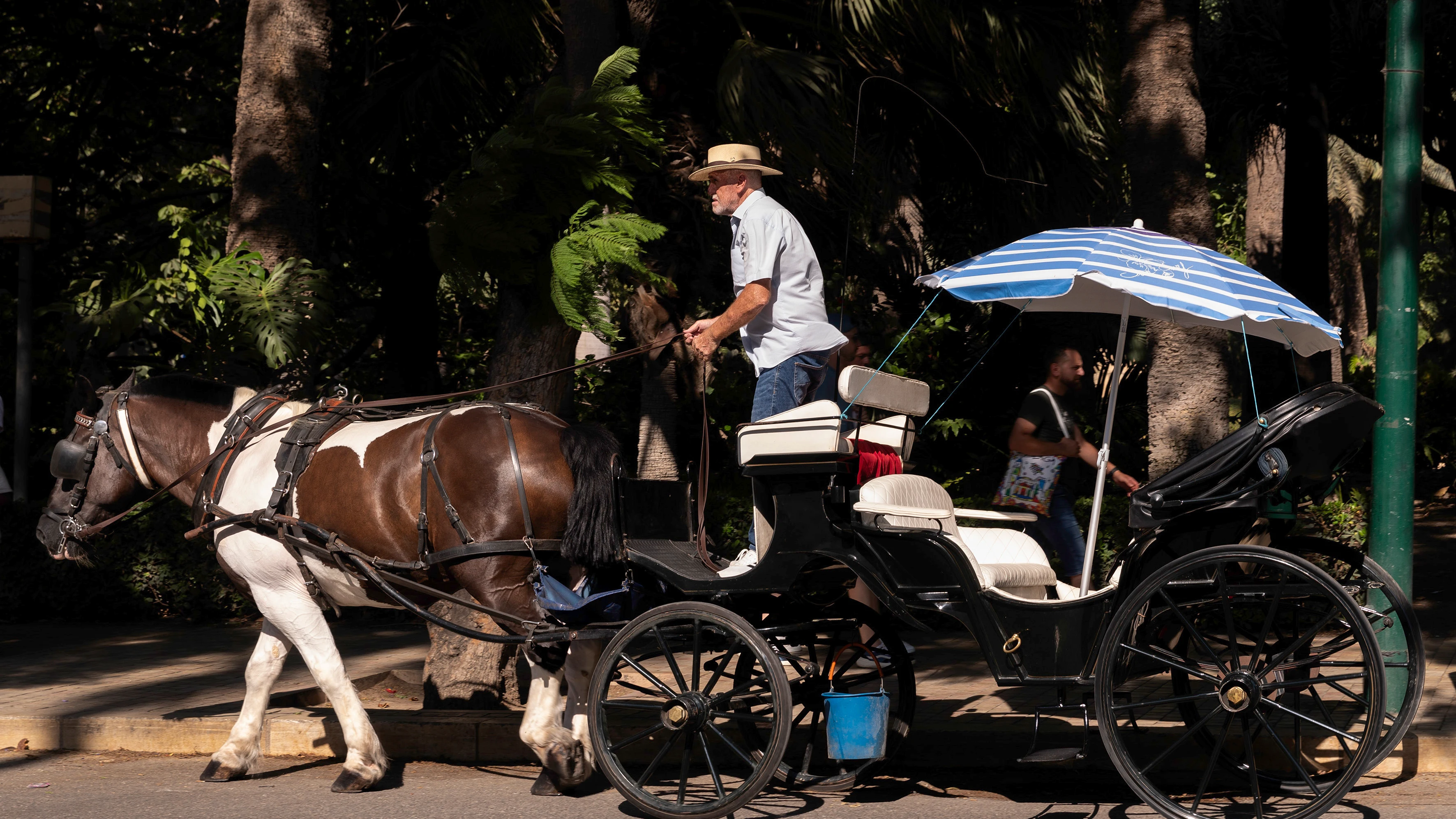 El conductor de un coche de caballos conduce por el centro de Málaga