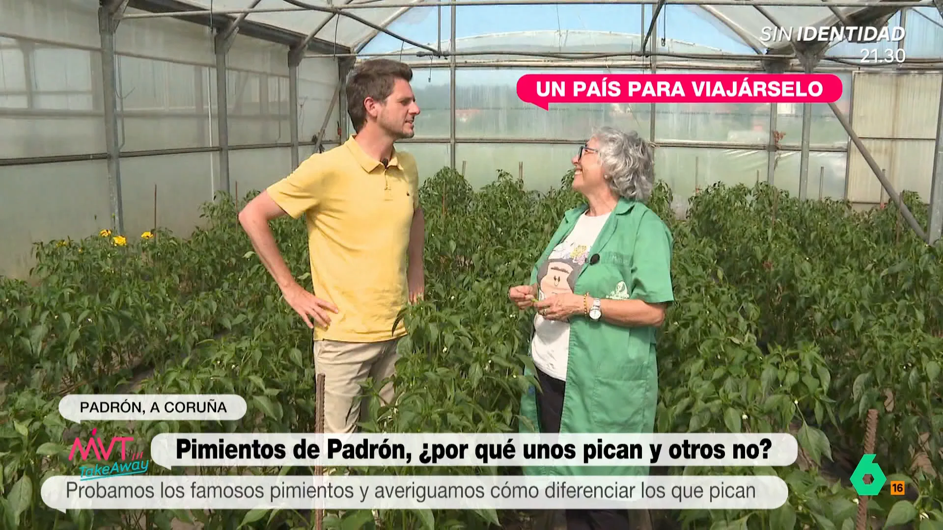 Luis Calero y el equipo de Más Vale Tarde se van de viaje a Padrón, tierra de pimientos