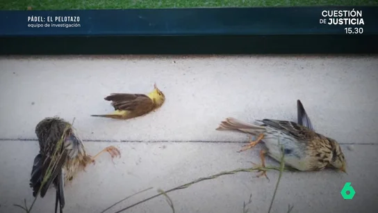 Cien aves muertas al año, el 'efecto colateral' del pádel penado con entre seis y 18 meses de prisión Cien aves muertas al año, el 'efecto colateral' del pádel penado con entre seis y 18 meses de prisión