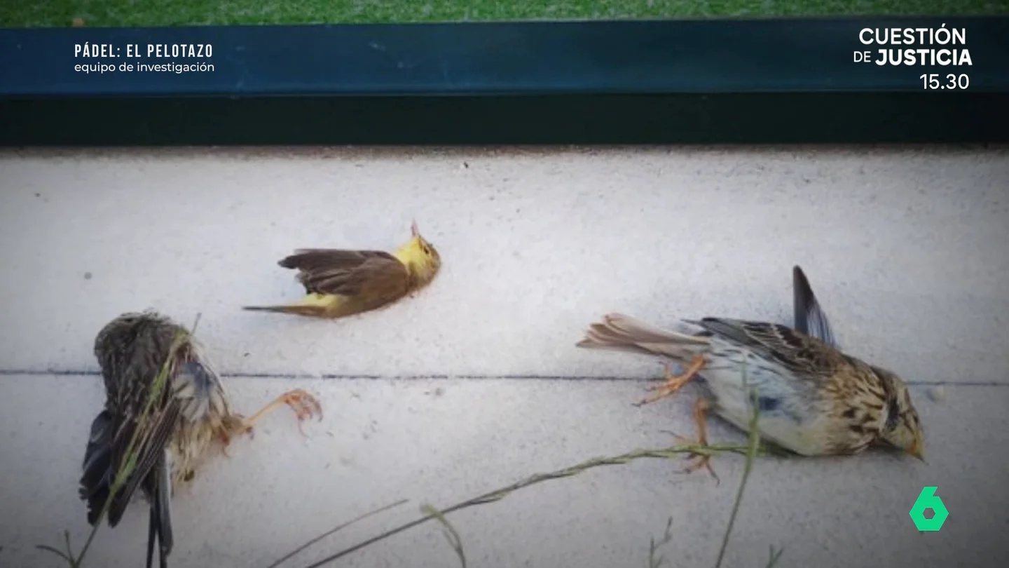 Cien aves muertas al año, el 'efecto colateral' del pádel penado con entre seis y 18 meses de prisión Cien aves muertas al año, el 'efecto colateral' del pádel penado con entre seis y 18 meses de prisión