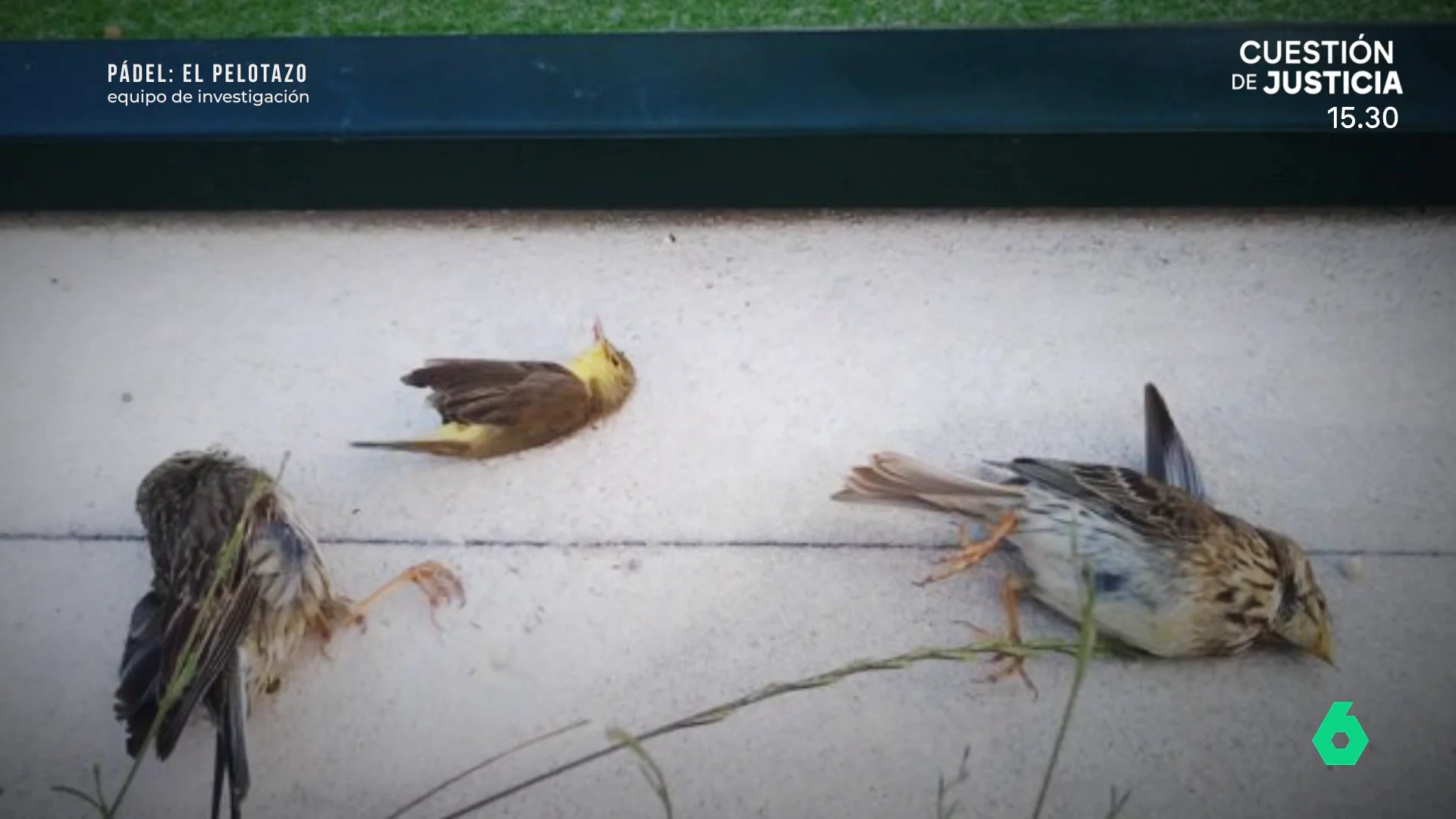 Cien aves muertas al año, el 'efecto colateral' del pádel penado con entre seis y 18 meses de prisión