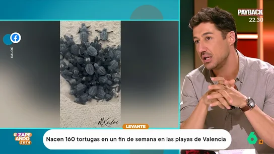 Francisco Cacho comparte la hipótesis sobre el nacimiento de las 160 tortugas en las playas de Valencia Francisco Cacho comparte la hipótesis sobre el nacimiento de las 160 tortugas en las playas de Valencia
