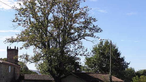 Palas de Rei