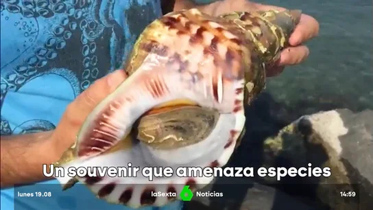 caracolas prohibidas caracolas prohibidas