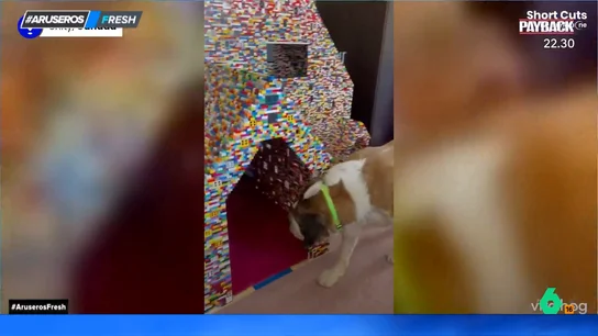 Así es la caseta de piezas de Lego que ha montado una pareja de Canadá para sus perros Así es la caseta de piezas de Lego que ha montado una pareja de Canadá para sus perros
