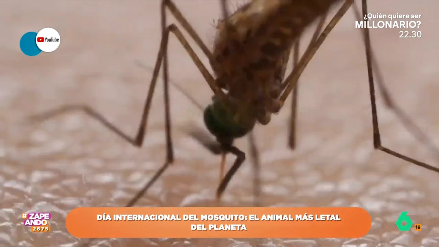 Descubre por qué los mosquitos son los animales más letales del planeta: "Mandaron al otro barrio a Tutankamón o Carlos V" Hoy en día existen 3.500 especies de estos insectos y, en todo el planeta, hay unos 110 billones de ejemplares. Descubre otras curiosidades sobre los mosquitos en el vídeo principal.