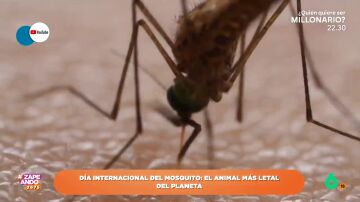 Descubre por qué los mosquitos son los animales más letales del planeta: "Mandaron al otro barrio a Tutankamón o Carlos V"