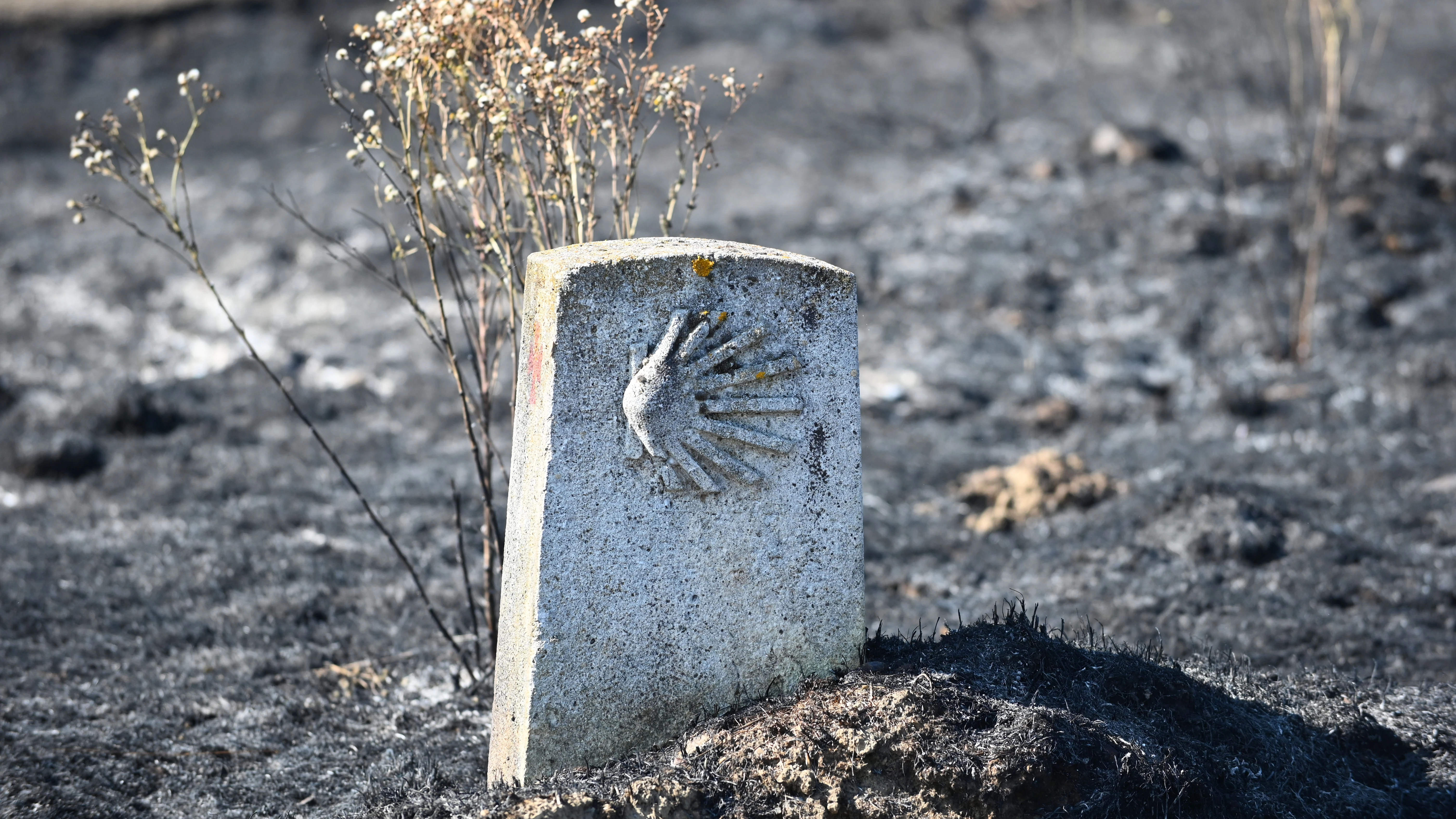 Zona afectada por el incendio de Astorga (León) que ha afectado a 800 hectáreas
