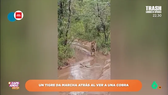 Un tigre huye marcha atrás después de ver una cobra: "Es un gatete, sí que le tienen miedo a algo" El felino demuestra que, a pesar de su fiereza, no quiere enfrentarse a esta peligrosa serpiente. Por eso huye lentamente para evitar el ataque.