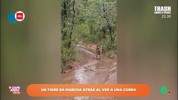 Un tigre huye marcha atrás después de ver una cobra: "Es un gatete, sí que le tienen miedo a algo"