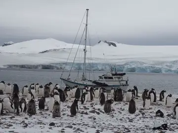 El velero de la expedición Australis ante una colonia de pingüinos en la Antártida El velero de la expedición Australis ante una colonia de pingüinos en la Antártida