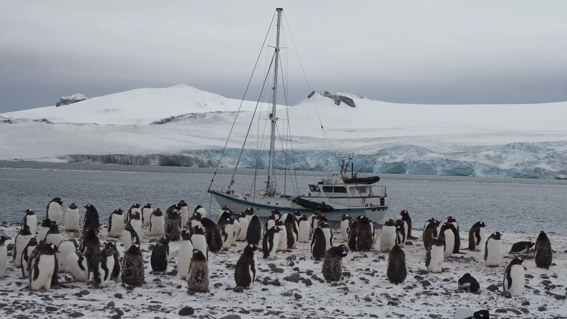 El velero de la expedición Australis ante una colonia de pingüinos en la Antártida El velero de la expedición Australis ante una colonia de pingüinos en la Antártida