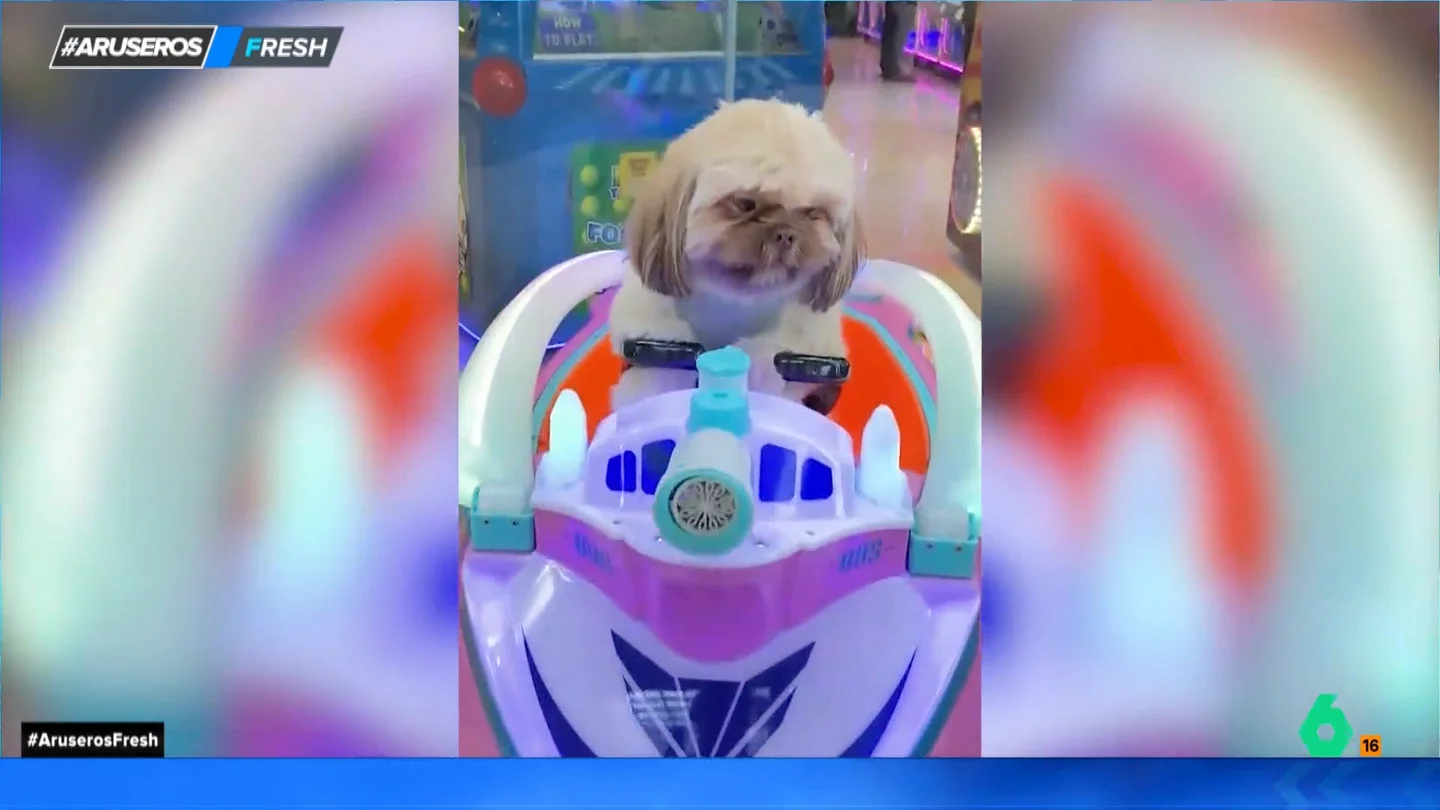 La felicidad de un perrito cuando se monta en un cochecito de la feria: "El problema es que de ahí no lo bajas" La felicidad de un perrito cuando se monta en un cochecito de la feria: "El problema es que de ahí no lo bajas"